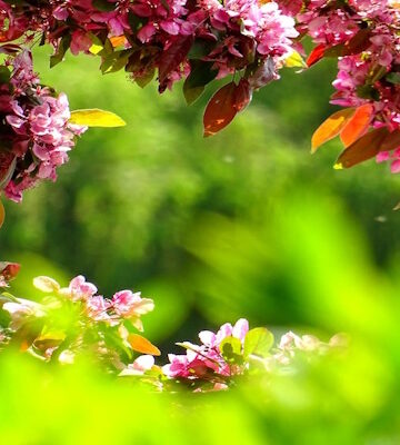 plantas-para-jardim-larmequer